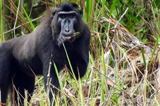 Hanya ada di Gorontalo, Monyet Ini Belum Banyak Diteliti