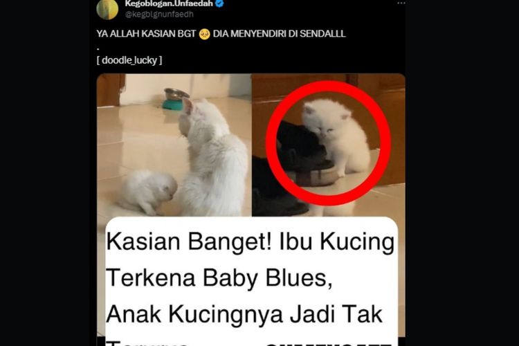 Tangkapan layar video induk kucing mengalami baby blues.