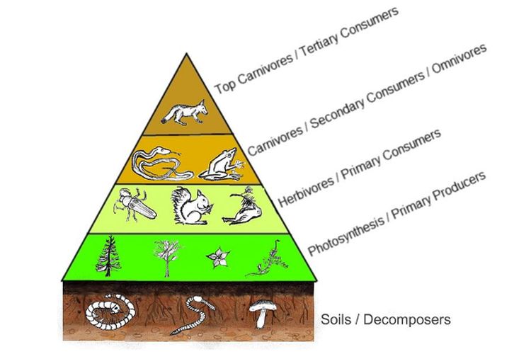 Dekomposer berada di dasar piramida makanan dan menunjang keseluruhan ekosistem.