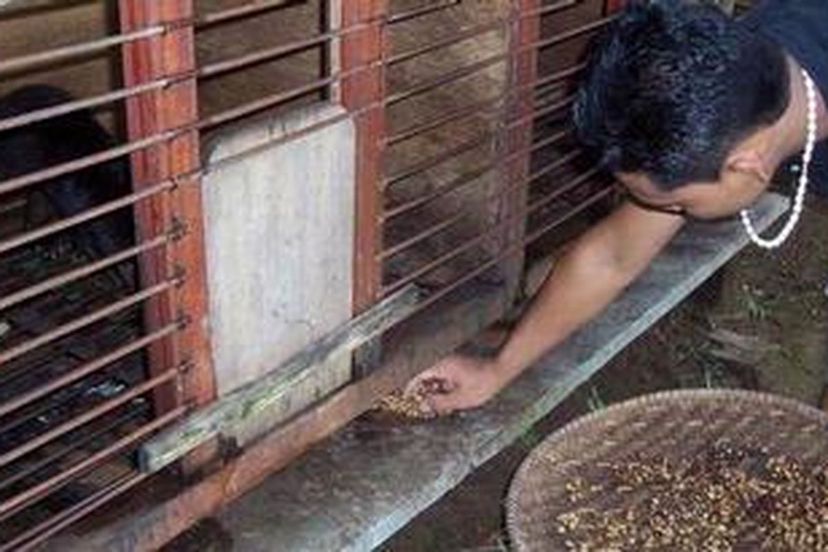 Luwak sedang diberi makan.