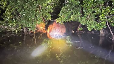 Bangkai Paus 4 Ton Ditemukan Terdampar di Hutan Mangrove Riau