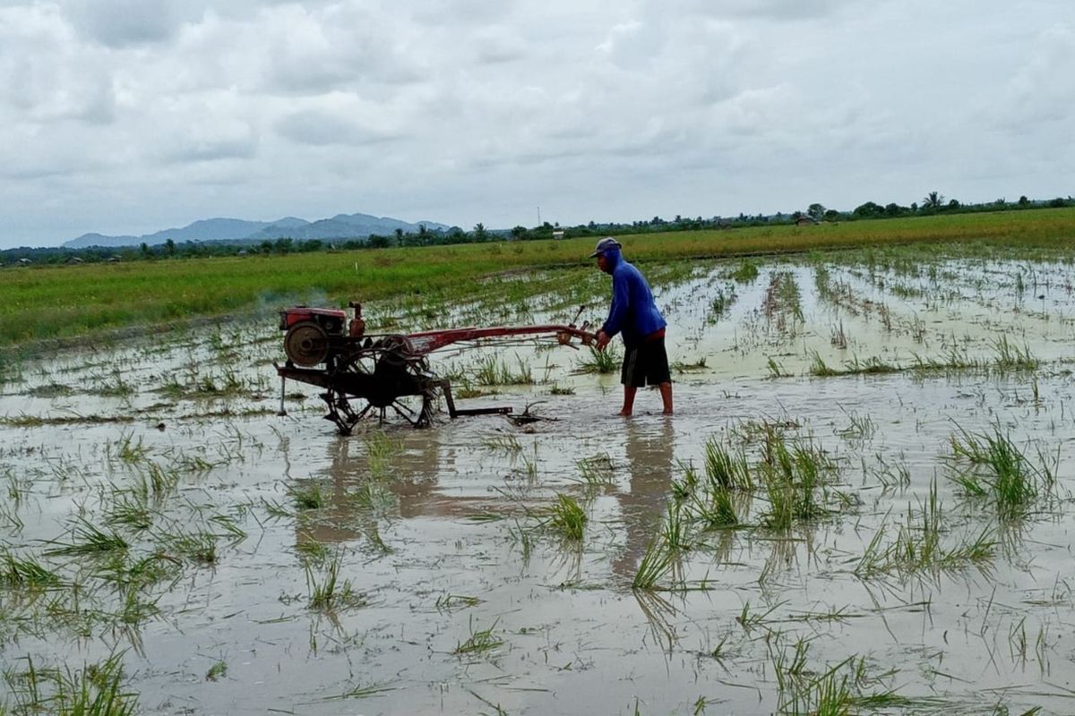 Ilustrasi petani sedang membajak sawah.