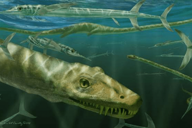 ilustrasi Dinocephalosaurus orientalis yang tampak nyata sedang berenang bersama ikan prasejarah bernama Saurichthys. 