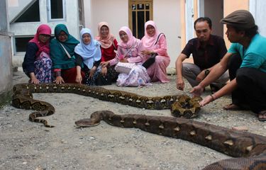 Cerita Pemilik 10 Ular Piton, Biaya Rp 3 Juta Per Bulan hingga ...