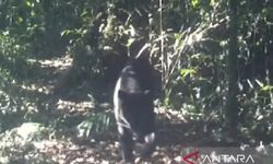 2 Macan Tutul Tertangkap CCTV di Gunung Gede Pangrango