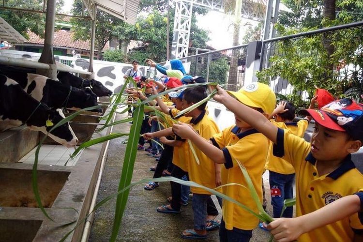 Ilustrasi aktivitas memberi pakan sapi di Cibugary, Jakarta Timur.