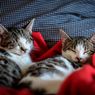 Tidur Bareng Kucing di Malam Hari, Pahami 4 Risikonya