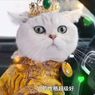 Jadi Model, Kucing Ini Dibayar 5 Kali UMR Jakarta Sekali Tampil