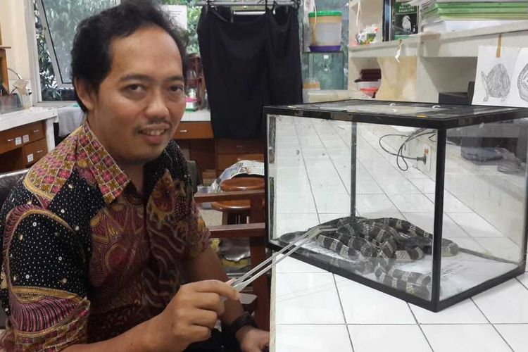 Pakar Herpetofauna dari Universitas Brawijaya (UB), Nia Kurniawan saat menjelaskan tentang karakteristik ular weling di salah satu laboratorium di Universitas Brawijaya (UB) Kota Malang, Jumat (24/1/2020).