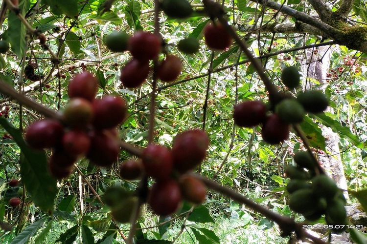 Kawasan kebun kopi di kawasan Tuwit, Desa Langgasai, Kecamatan Elar Selatan, Kabupaten Manggarai Timur, NTT, Sabtu, (7/5/2022). Saat ini lagi musim panen. (KOMPAS.com/MARKUS MAKUR)