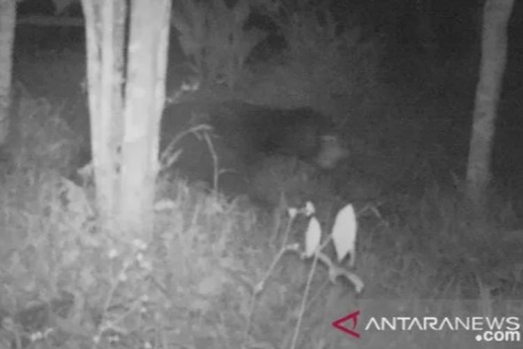 Beruang madu sedang berdiri di lokasi pemukiman warga Palembayan, Senin (7/6/2021) malam.