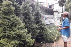 Jelang Natal, Penjual Pohon Cemara Ramai Pembeli 