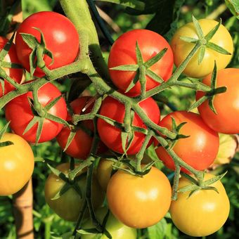 Ilustrasi buah tomat, tanaman tomat.