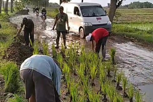 Warga di Jember Tanam Padi dan Pohon Pisang di Tengah Jalan yang Rusak