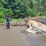 Bangkai Paus Balin Sepanjang 7 Meter Terdampar di Pantai Nglarap Tulungagung, Dibiarkan Terurai Alami