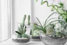 Jenis Terrarium Terbuka dan Tertutup, Mana yang Sesuai untuk Rumah?