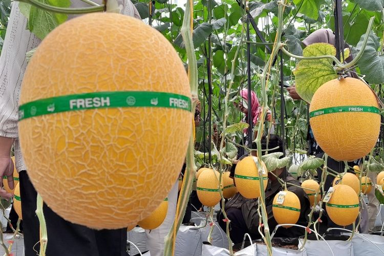 Budidaya melon di kawasan pesisir Kalurahan Bugel, Kapanewon Panjatan, Kabupaten Kulon Progo, Daerah Istimewa Yogyakarta.