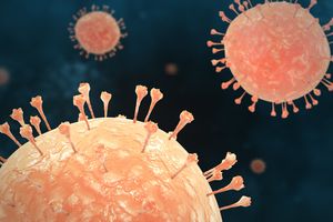 Apakah Hantavirus Ada di Indonesia? Ini Penjelasan Kemenkes