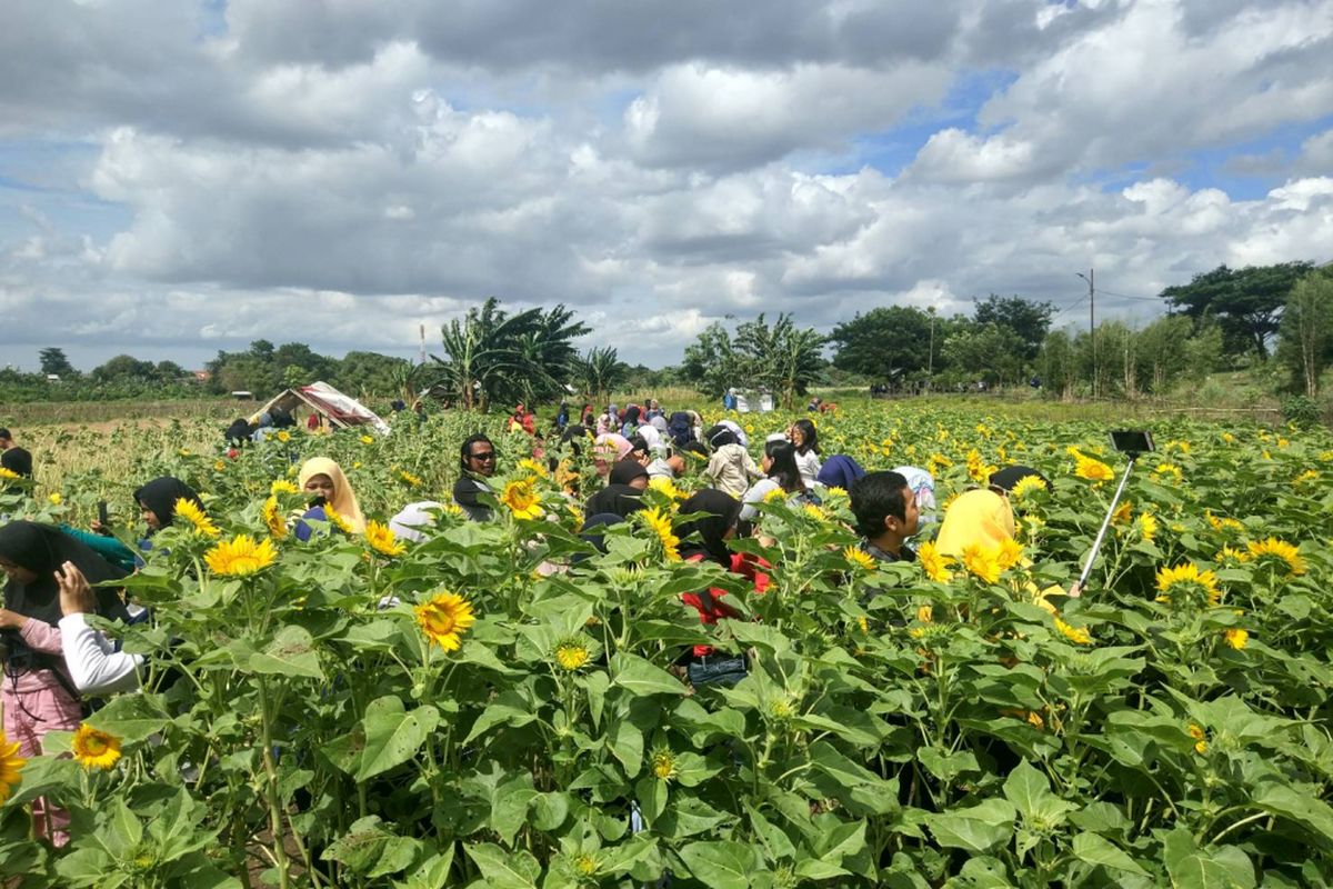 Pengunjung ramai berfoto-foto di lahan bunga matahari yang sempat viral di media sosial, Pinang, Kota Tangerang (3/1/2019).