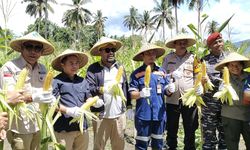 Panen Perdana, Sinergi Antam dan Petani Jagung di Maluku Utara Hasilkan 3.352 Tongkol Jagung