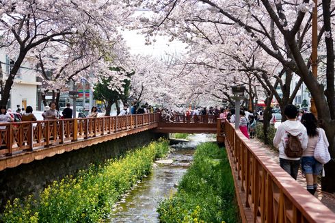 Selain di Jepang, Ini Tempat Alternatif Melihat Bunga Sakura Mekar 