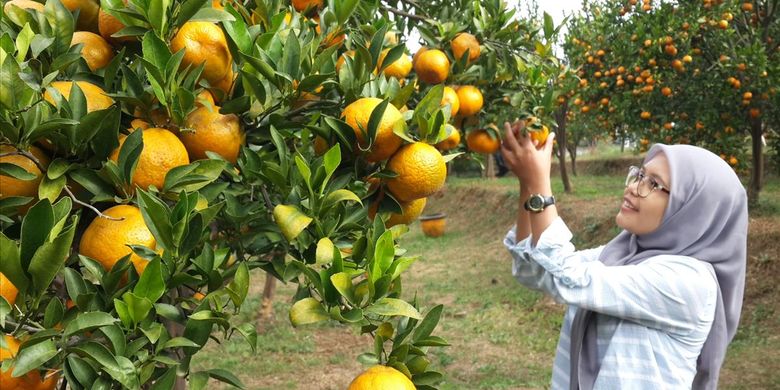 Teknologi Ini Mungkinkan Jeruk Berbuah Sepanjang Tahun Halaman All Kompas Com