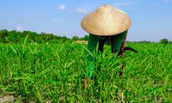 Alokasi Dana KUR Pertanian Naik, Serapan di Jateng Capai Rp 1,87 Triliun