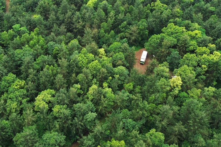 Reklamasi lahan bekas tambang di Pulau Obi dilakukan bersamaan dengan kegiatan operasi, tidak menunggu tambang berhenti beroperasi. Harita Nickel menggunakan berbagai jenis tanaman khas Maluku Utara, mulai dari Cemara Laut, Johar, Sengon, Jabon Merah, Matoa, hingga Nangka untuk mengembalikan kesehatan ekosistem.