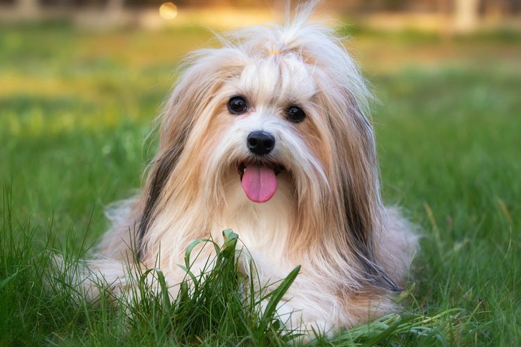 Ilustrasi anjing Havanese.