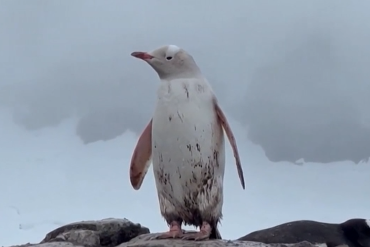 Tangkapan layar Penguin Putih di Antartika