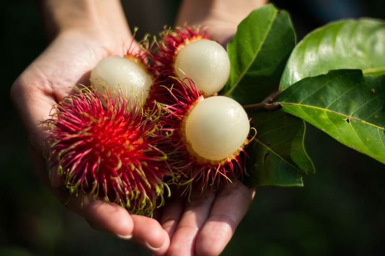 Ilustrasi buah rambutan. 