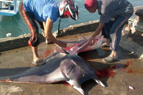 Marak, Pembantaian Ikan Pari Manta di Laut Sawu 