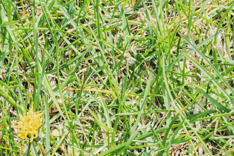 Ilustrasi rumput liar untuk pupuk