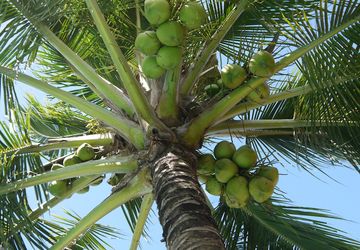 Meremajakan Kebun Kelapa untuk Industri Bernilai Tinggi