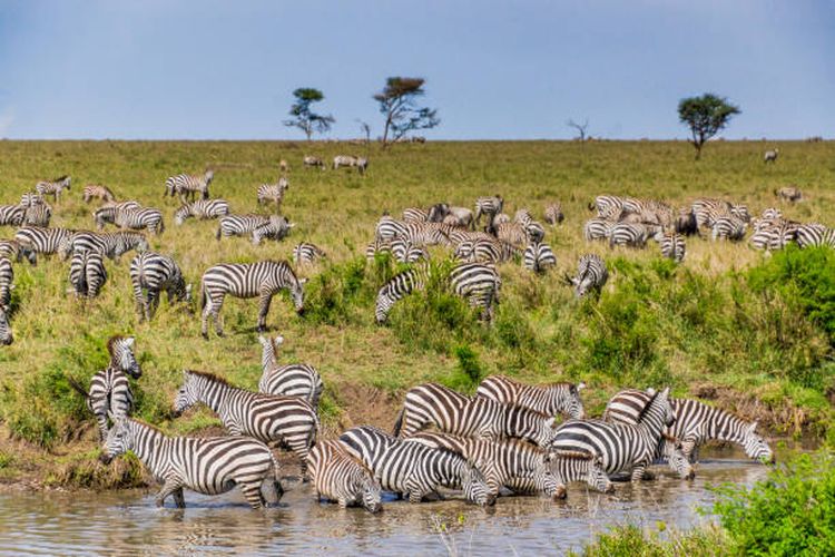 Ilustrasi populasi zebra di Afrika.