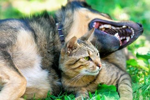 Taiwan Kini Resmi Larang Warganya Santap Daging Anjing dan Kucing