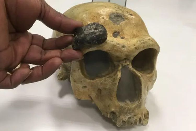 Fragmen frontal Homo erectus ditemukan di Selat Madura.