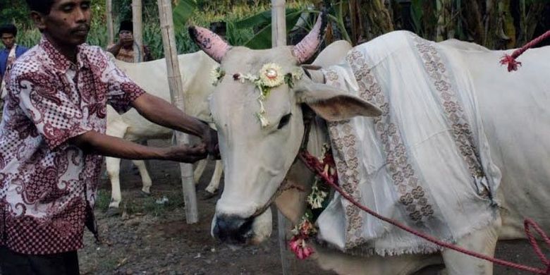 Seekor sapi  yang sudahdirias sebelum dipotong dalam peringatan Hari Raya Idul Adha sebagai bagian dari tradisi Manten Sapi di Pasuruan. 