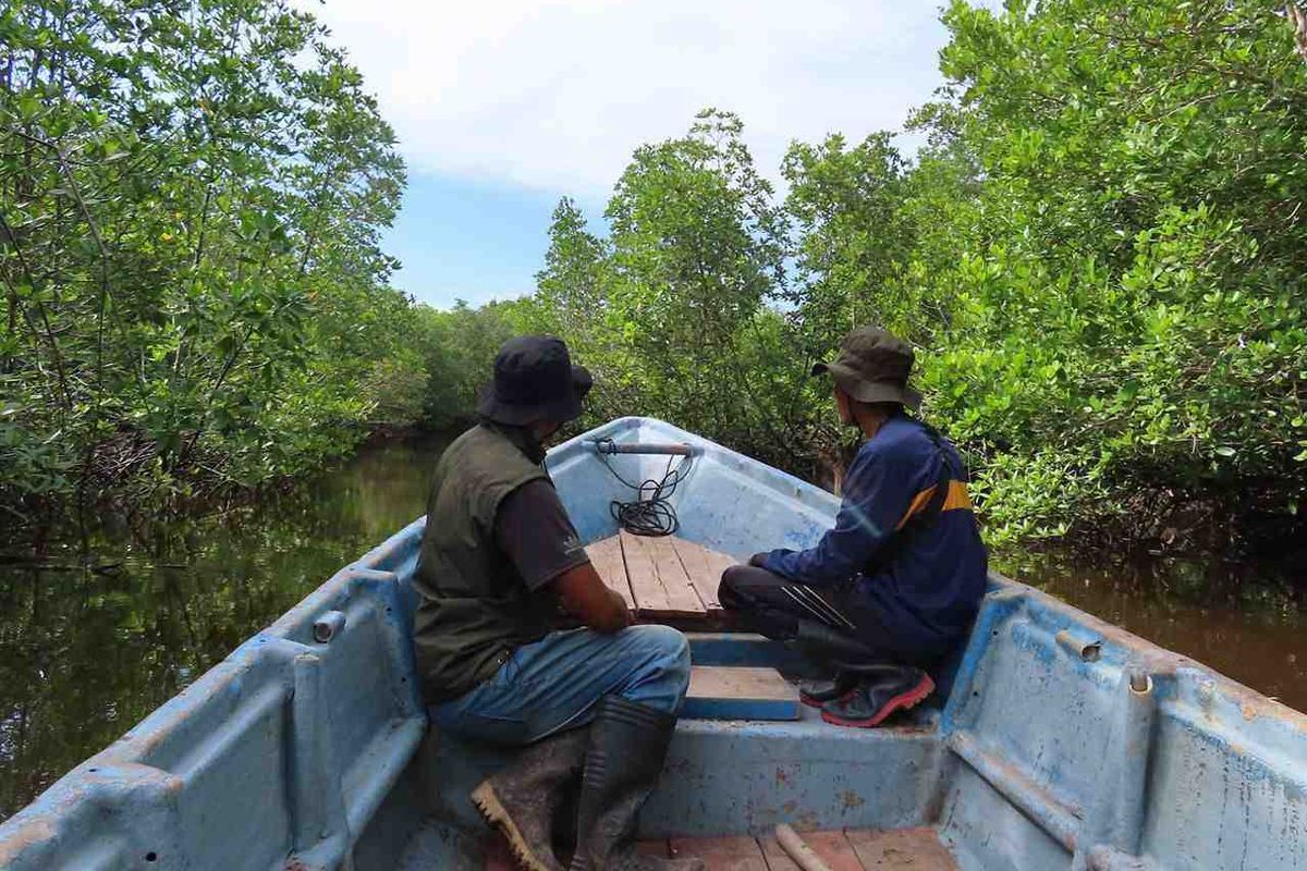 Hutan mangrove di Desa Teluk Pambang, Kabupaten Bengkalis.