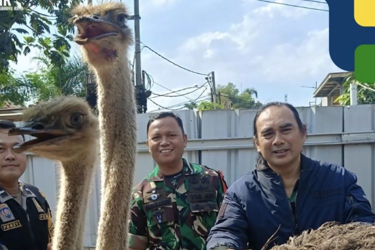 Viral Burung Unta Berkeliaran di Jalanan Buahbatu Bandung Berhasil Dievakuasi, Ini Penyebabnya