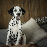11 Ras Anjing Medium yang Menggemaskan, Cocok Jadi Peliharaan