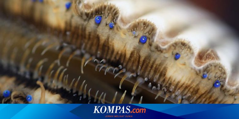 Tahukah Anda, Ternyata Kerang Punya 100 Mata!