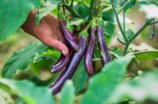 6 Tanaman Sayur yang Tumbuh Subur di Pot 