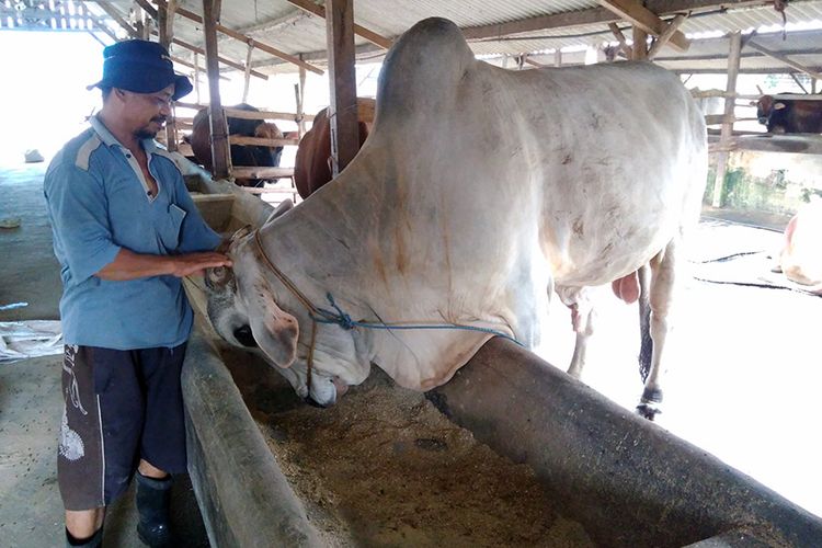 Salah seorang pekerja di peternakan milik Muhammad Sholeh, saat sedang memeriksa perkembangan sapi.