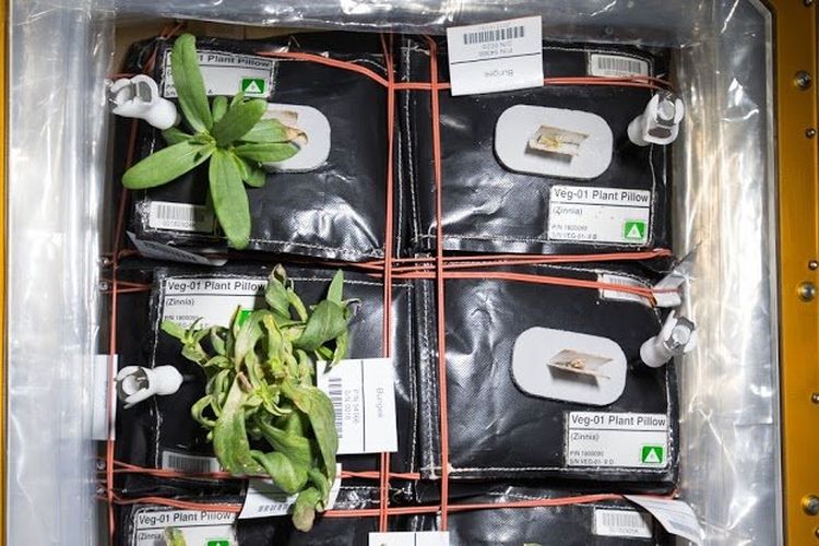 Berbagai macam tanaman dicoba ditumbuhkan di ISS