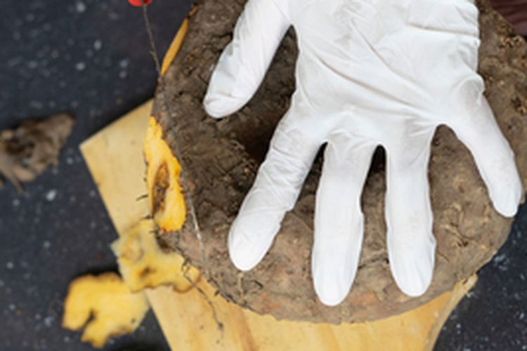 Ilustrasi mengupas kulit porang