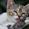 5 Kiat Bersihkan Gigi Kucing Setiap Hari
