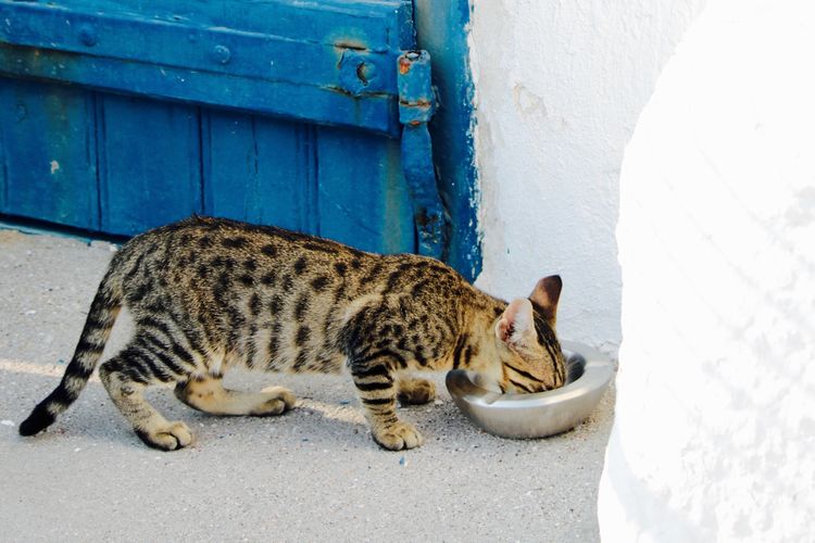 Apa Makanan Kucing Dan Apa Yang Tidak Boleh Diberikan Halaman All Kompas Com