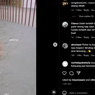 Ramai soal Video Kucing Berenang Saat Banjir, Apakah Semua Kucing Bisa Berenang?