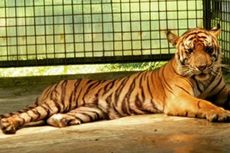2 Harimau yang Bikin Heboh Dilepasliarkan, Salah Satunya Pernah Terkam Manusia